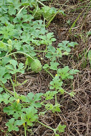 Cucumis anguria.JPG