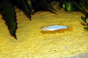 Danio albolineatus.jpg