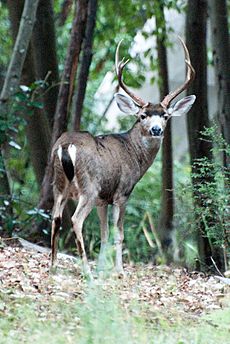 Deer in Ben Lomond