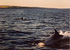 Dolphins south east of Old Portlethen - geograph.org.uk - 152438