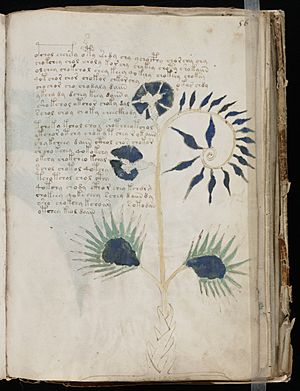 DroseraVoynichManuscriptF56r