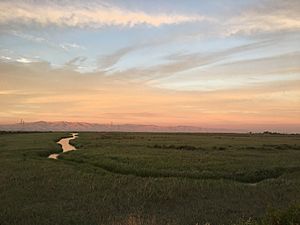 East Palo Alto Bay Trail at Sunset, Don Edwards San Francisco Bay National Wildlife Refuge