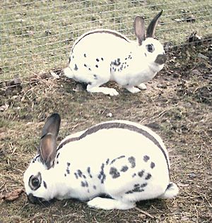 English Butterfly rabbit