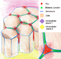 Epithelium TCJ