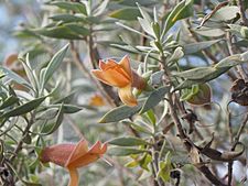 Eremophila pterocarpa pterocarpa (flower detail)