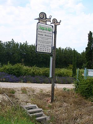 Eyragues-l-Escargot-des-Alpilles-5738