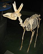 Fossil ruminant