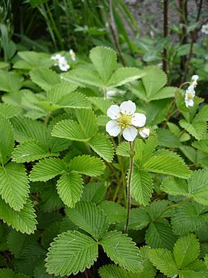 Fragaria nipponica1UME.jpg