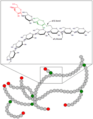 Glycogen