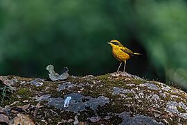 Golden Bush-Robin