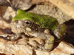 Gray Tree Frog, Missouri Ozarks