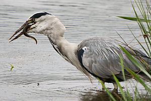 Grey Heron, Leighton Moss