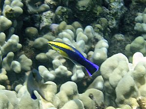 Hawaiian cleaner wrasse.jpg