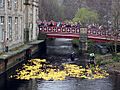 Hebden Bridge Duck Race - geograph.org.uk - 395893