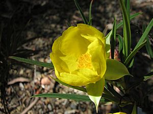 Hibbertia longifolia