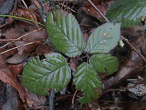 Himalayan Blackberry 5 leaf example.JPG