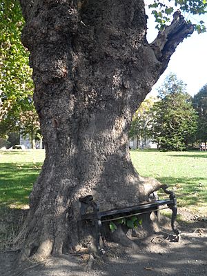 Hungry tree, Dublin