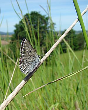 Icaricia icarioides fenderi.jpg