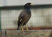 Indian Myna in Patiala