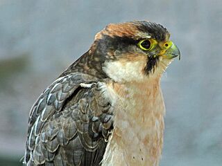 Lanner Falcon RWD