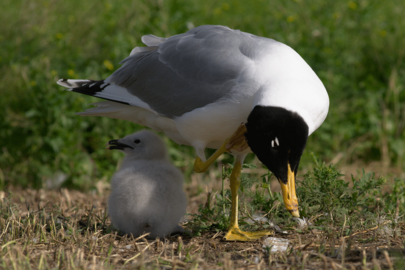 Larus ichtyaetus 3