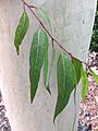 Lemon-scented gum - leaves