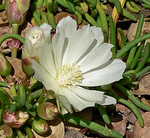 Lewisia rediviva 2