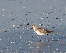 Liitle Stint