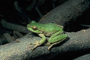 Litoria spenceri01.jpg