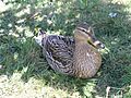 Mallard (female)