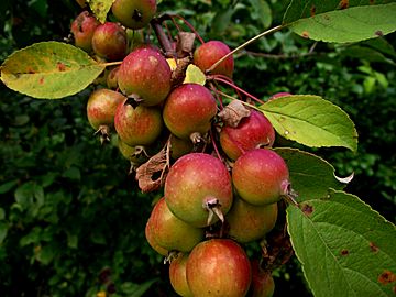 Malus sylvestris (Southeast Michigan)