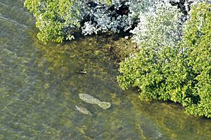 Manatees Biscayne