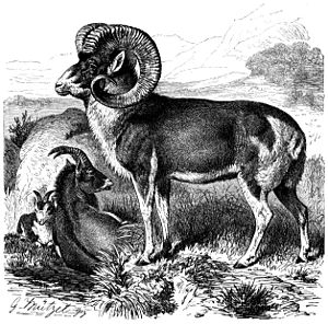 Marco polo sheep line drawing