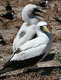 Masked booby with chick.JPG