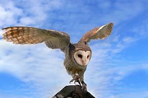 Masked owl landing