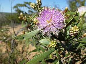 Melaleuca campanae (flowers and leaves).JPG