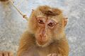 Northern Pigtailed macaque at Koh Lanta Yai Monkey School