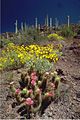 Organ pipe cactus 11