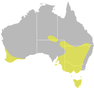 Oxyura australis distribution.svg