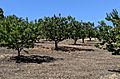 Packard apricots