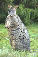 Pademelon de Tasmanie