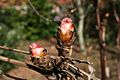 Paeonia-suffruticosa-buds