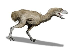 Paraphysornis BW