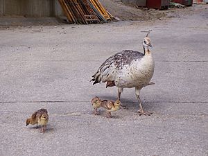 Peacock and chicks Henry Doorly Zoo