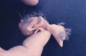 Perisoreus canadensis hatchling