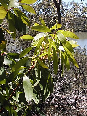 Persoonia levis oatley 2 email.jpg