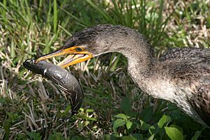 Phalacrocorax auritusPCCA20060128-2198A