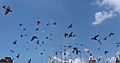 Pigeons flying