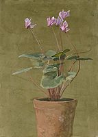 Pink Cyclamen by Fidelia Bridges