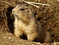 Prairie Dog Washington DC 1